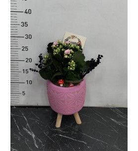Ayaklı Saksı da Pembe Kalançhoe